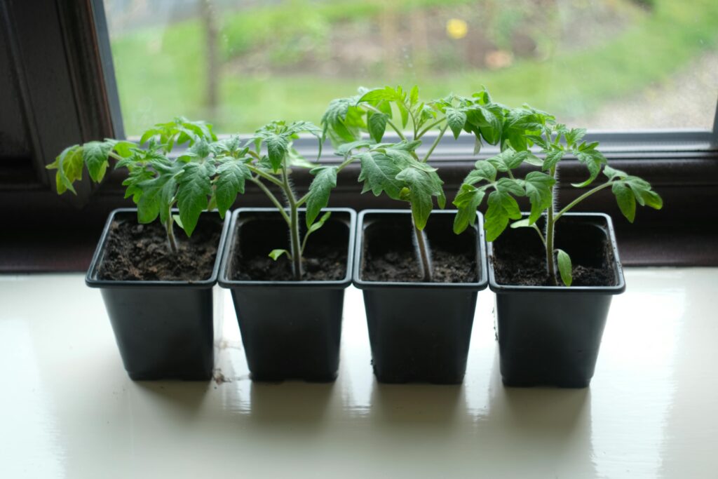Les semis pour débutants Four potted tomato seedlings on a window sill, perfect for home gardening enthusiasts.
